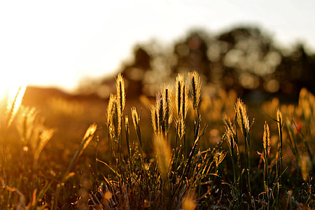 shallow photography of grass thumbnail