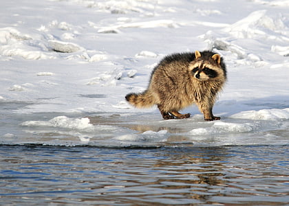 brown raccoon on snowfield thumbnail
