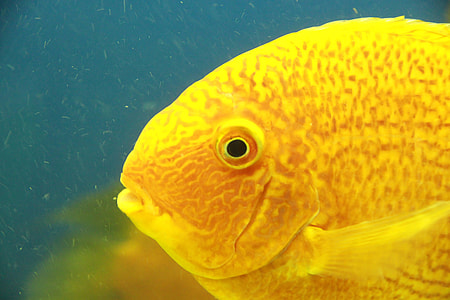Gold Severum, Tsihlazomy Severum thumbnail