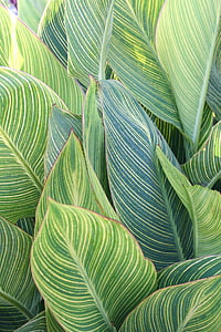 green and yellow leaf plants at daytime thumbnail
