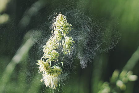 photo of green and white flowers thumbnail