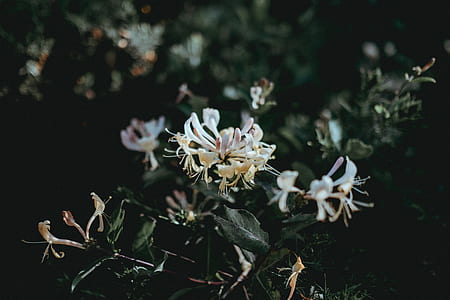 white petaled flower thumbnail