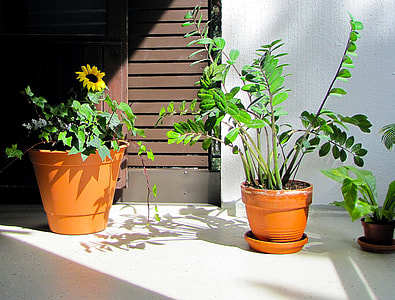 Plants, Balcony Plants thumbnail