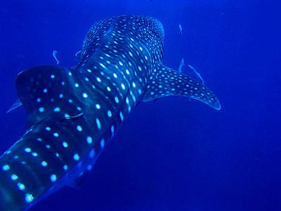 adult whale shark swimming thumbnail