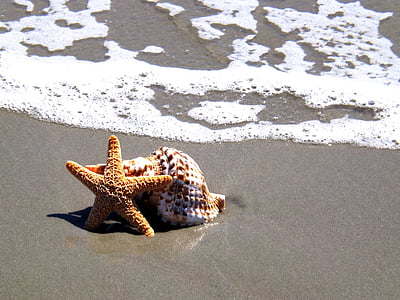 starfish and seashell near the shore thumbnail