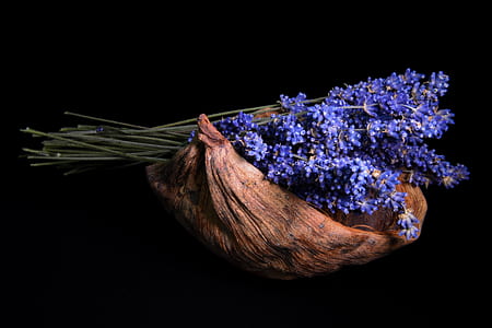 purple lavender flowers on brown coconut husk thumbnail