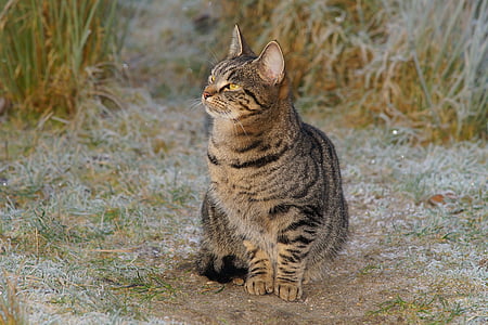 black tabby cat sitting near grasses thumbnail