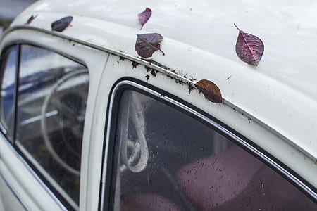 brown and red leaf on white car thumbnail