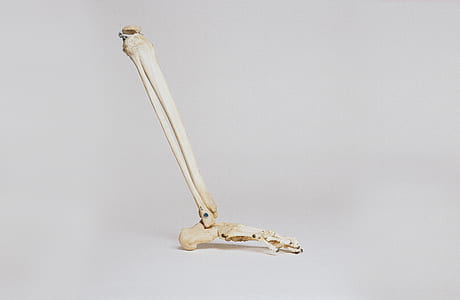 human foot skeleton thumbnail