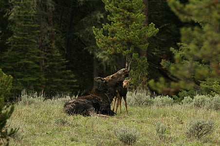 deer with baby on green grass at daytime thumbnail