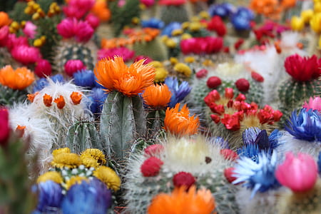 bed of flower photo thumbnail