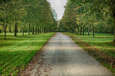 pathway in between trees thumbnail