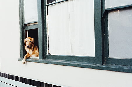 adult yellow Labrador retriever on the window thumbnail
