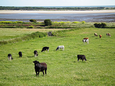 herd of cows on grass field thumbnail