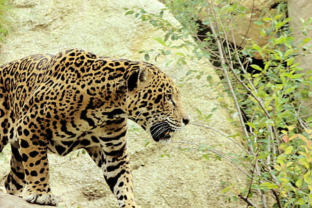 black and brown leopard thumbnail