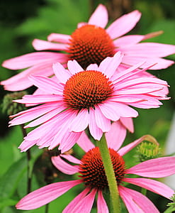 closeup photography of pink coneflowers thumbnail