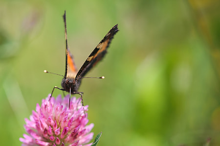 Orange Butterfly Drinking Nectar thumbnail