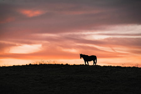 silhouette of horse on hill during golden hour thumbnail