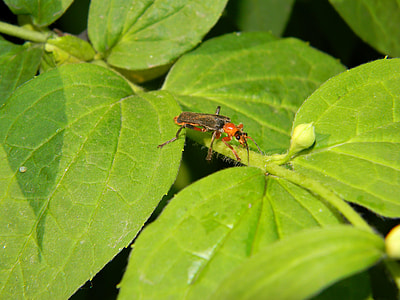 Beetle, Beetle Firefighter thumbnail