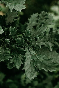 Green Leafed Plant thumbnail