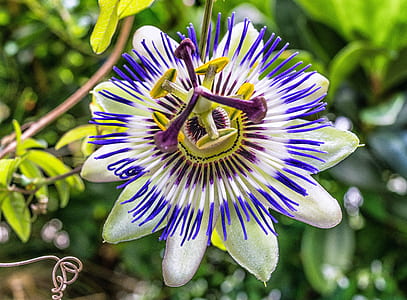 selective focus photography of green passion vine thumbnail
