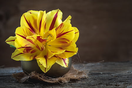 shallow focus photography of yellow and red flower thumbnail