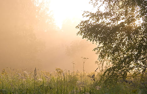 golden hour photography of green grass field thumbnail