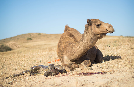 brown camel sitting on brown grass thumbnail