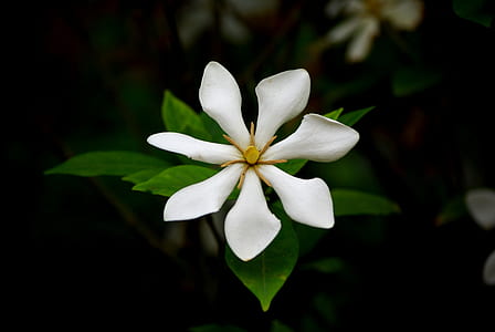 white magnolia flower thumbnail