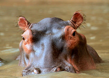 brown hipopotamos thumbnail