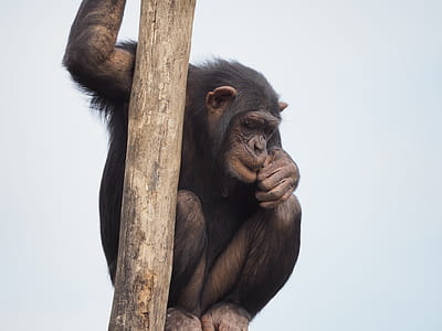 brown monkey on tree thumbnail