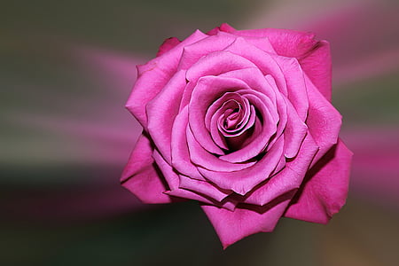 pink flower thumbnail