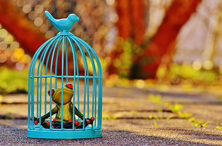 green ceramic frog in blue metal birdcage thumbnail
