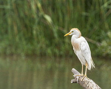 selective focus photo of cattle egret bird perching on branch of tree thumbnail