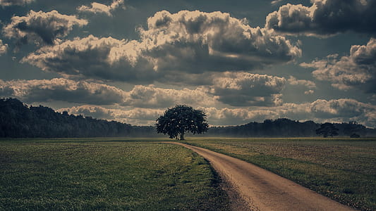 trees in the middle of the green field thumbnail