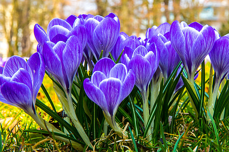 purple crocus flowers in bloom thumbnail
