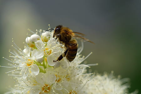 closeup photo of honeybee on white petaled flowers thumbnail