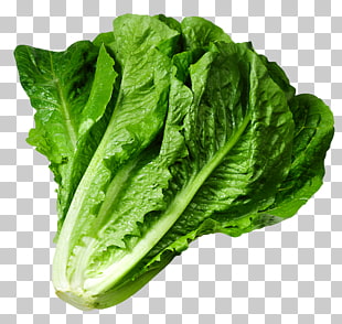Lettuce sandwich Wrap Iceberg lettuce , Lettuce , bok choy PNG clipart