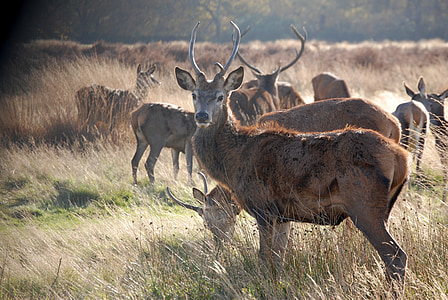 herd of deer on field thumbnail