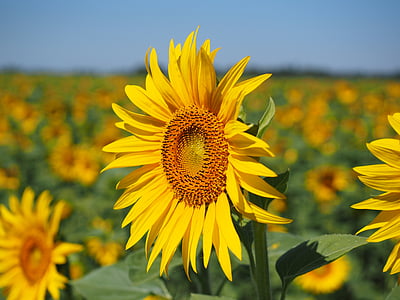 sunflower field thumbnail