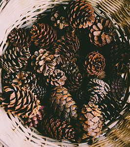 brown apricot lot thumbnail
