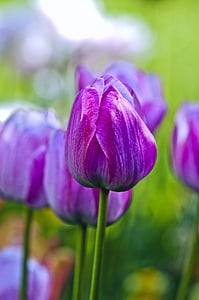 macro purple flowers thumbnail