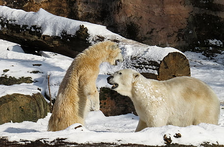 two polar bears surrounded by snow thumbnail