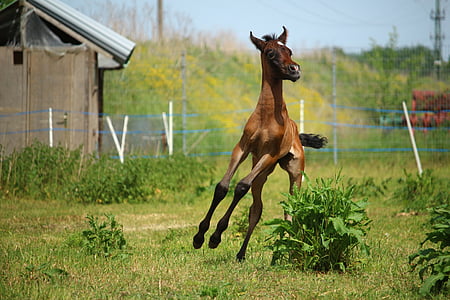 brown and black horse thumbnail