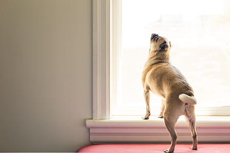 Fawn Pug Looking at Window thumbnail