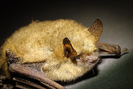 brown bat thumbnail