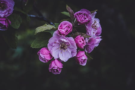selective focus photography of pink petaled flower thumbnail