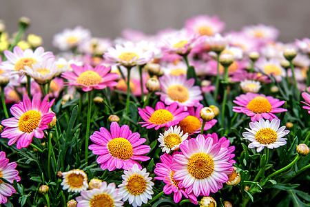 pink and white daisies in closeup photos thumbnail