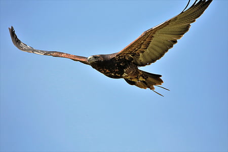 black and brown eagle thumbnail