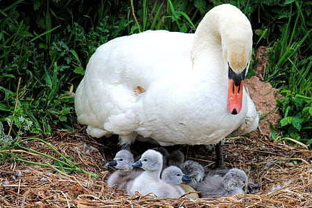 white swan above its chicks at daytime thumbnail
